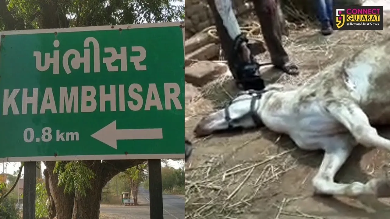 દલિત યુવક વરઘોડા વિવાદ: વરઘોડામાં ઇજાગ્રસ્ત થયેલા અશ્વનું સારવાર દરમિયાન મોત