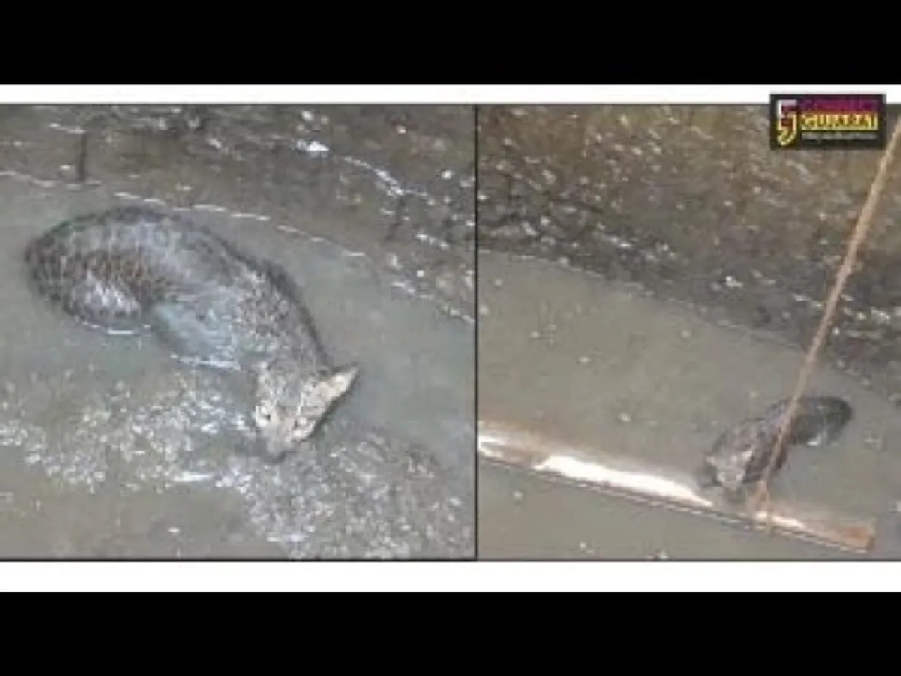 દાહોદ: લીમખેડાના માંડલી ગામે  દિપડો કુવામાં ખાબકયો