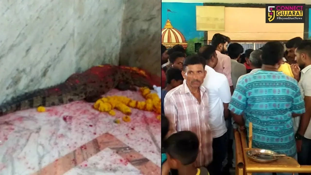 મહીસાગર પાલ્લા ગામે ખોડિયાર મંદિરમાં રાત્રીના સમયે મગરના દર્શન થતા લોકોના આસ્થામાં વધારો