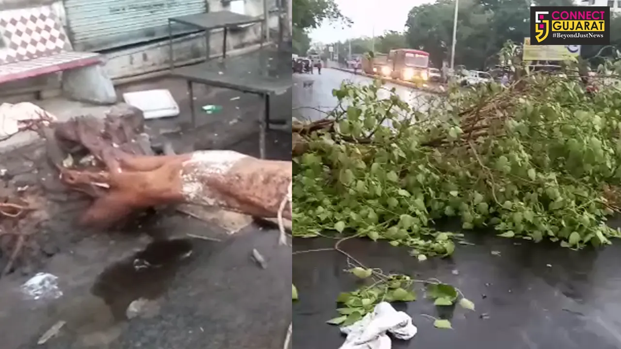 અમદાવાદ: વાવાઝોડા સાથેના મુશળધાર વરસાદમાં 95 જેટલા વૃક્ષો થયા ધરાશાયી