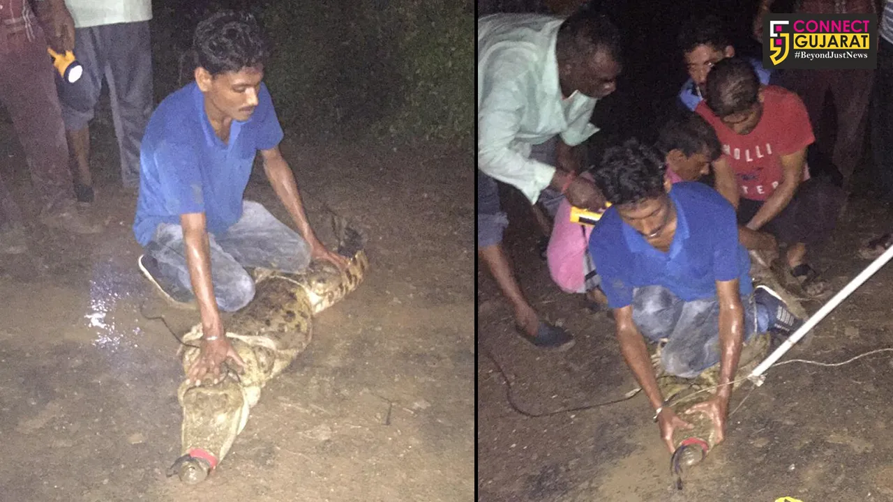 મેસરાડ તથા કંબોલી ગામ વચ્ચેથી પસાર થતી ખાડીમાં સાડા પાંચ ફુટ લાંબો મગર પકડાયો