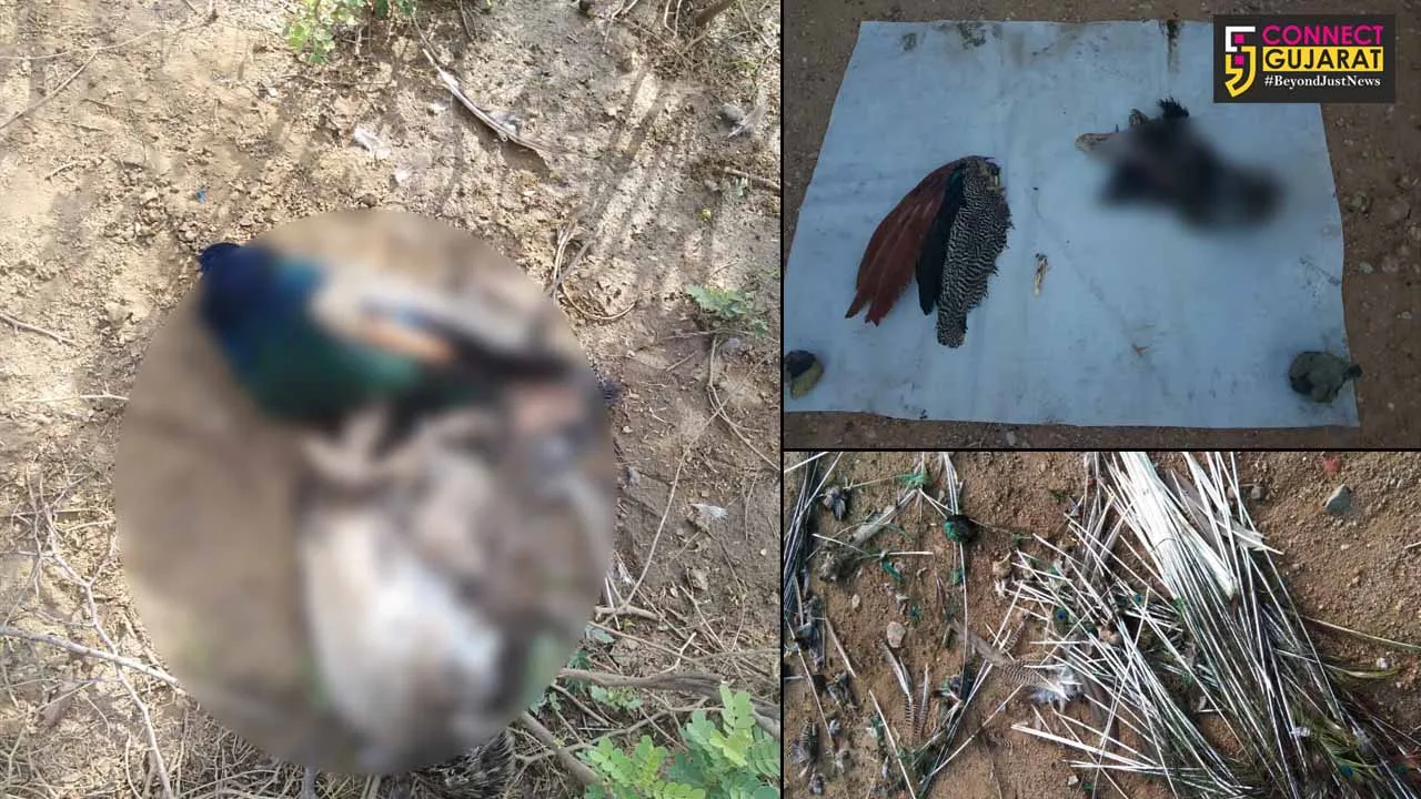 અંજાર : લાખાપર ટપ્પર ગામની સીમમાં 4 મોરના શંકાસ્પદ હાલતમાં મૃતદેહ મળી આવ્યા