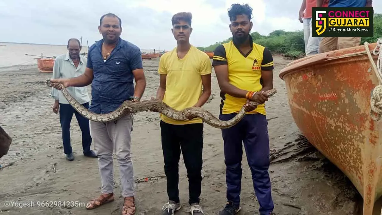 ભરૂચ:સમની ગામે મચ્છીમારીની જાળમાં ફસાયો અજગર,વનવિભાગે કરી સારવાર