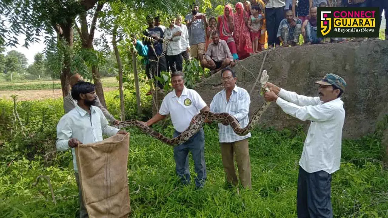 ભિલોડાના વાંકાનેર નજીક ખેતરમાં મહાકાય અજગર દેખાતા ગામ લોકોમાં ફફડાટ : વનવિભાગે અજગરને પકડ્યો