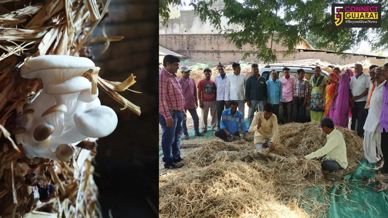 સ્ટેચ્યુ ઓફ યુનિટી ખાતે મશરૂમની વિવિધ બનાવટોથી પ્રવાસીઓના આકર્ષણ સાથે રોજગારીની તકો ઊભી થશે