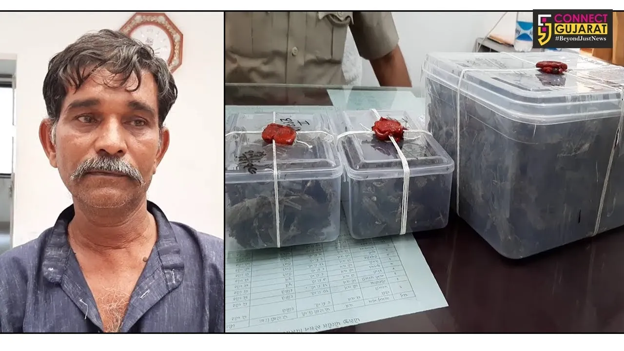 રાજકોટ ગ્રામ્ય એસોજીએ ગાંજાના જથ્થા સાથે રિક્ષાચાલકને ઝડપી પાડ્યો