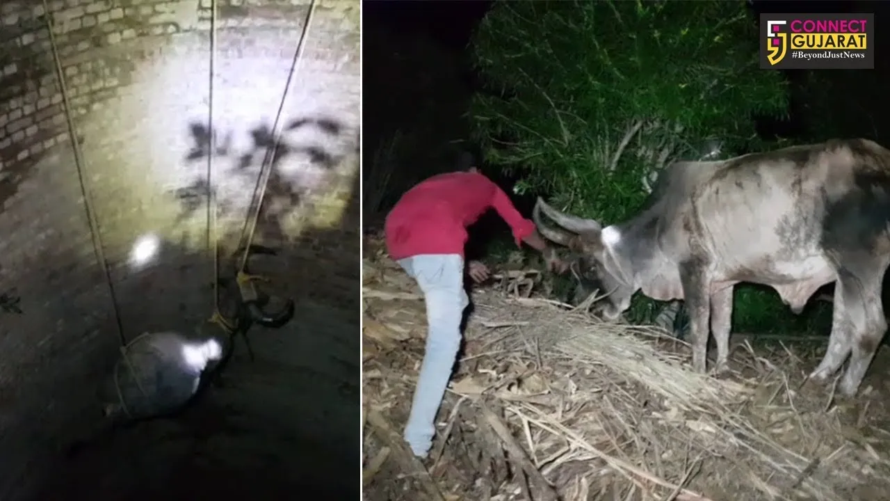 આમરોલી: ખેતરમાં સાપ જોઇ ભડકેલ બળદો કુવામાં ખાબકતા ૧નું મોત,૧ને રેસ્ક્યુ કરી બહાર કઢાયો
