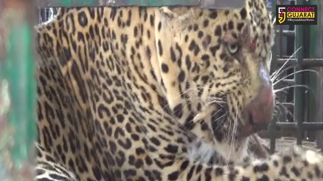 સુરત: દક્ષિણ ગુજરાતમાં દીપડાઓમાં ઇન્જેકટ કરવામાં આવશે માઇક્રોચીપ