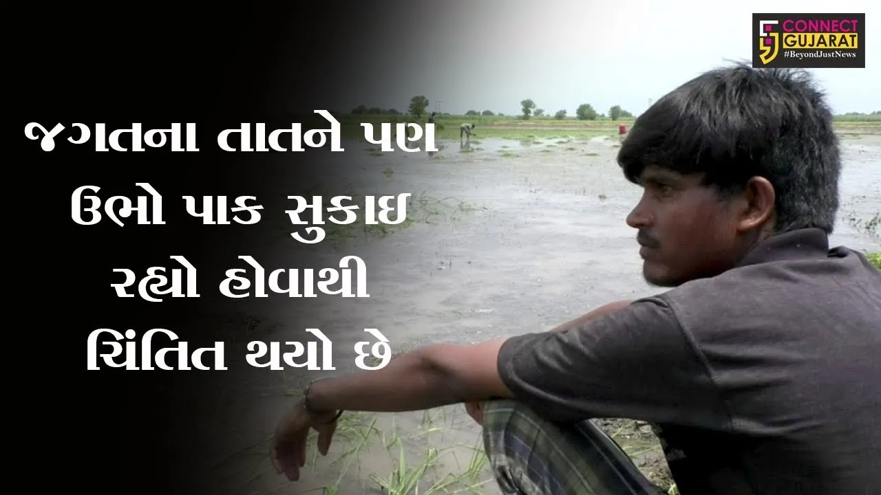 અંકલેશ્વર-હાંસોટ પંથકમાં પાણીના અભાવે ડાંગર સહિતનો પાક નિષ્ફળ જવાની ભીતિ