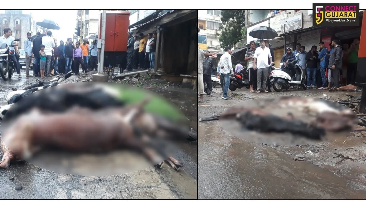 દમણ : વીજ કરંટ લગતા ૮ બકરાના મોત, વીજ નિગમ સામે લોકોમાં રોષ