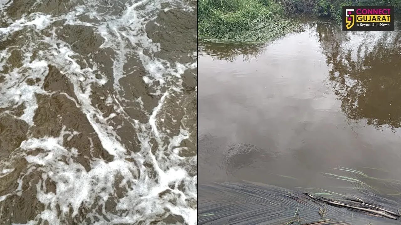 પાનોલીના ઉદ્યોગોના પ્રદુષિત પાણી દ્વારા વનખાડીને  પ્રદુષિત કરવા મુદ્દે થઈ ફરિયાદ