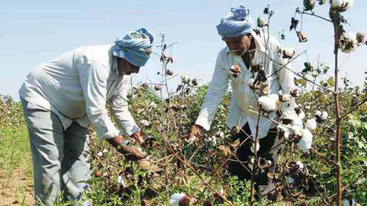 HTBT કપાસના બિયારણ કેન્સરનું કારણ બની શકે છે:ભારતીય કિસાન સંઘ
