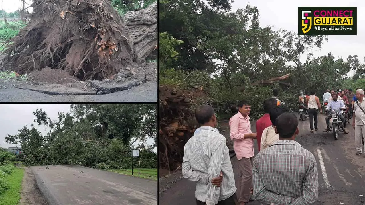 સતત વરસાદમાં રાજપારડી વણાકપોર વચ્ચેના રોડ ઉપર વડનું ઘટાદાર વૃક્ષ થયું ધરાસાયી