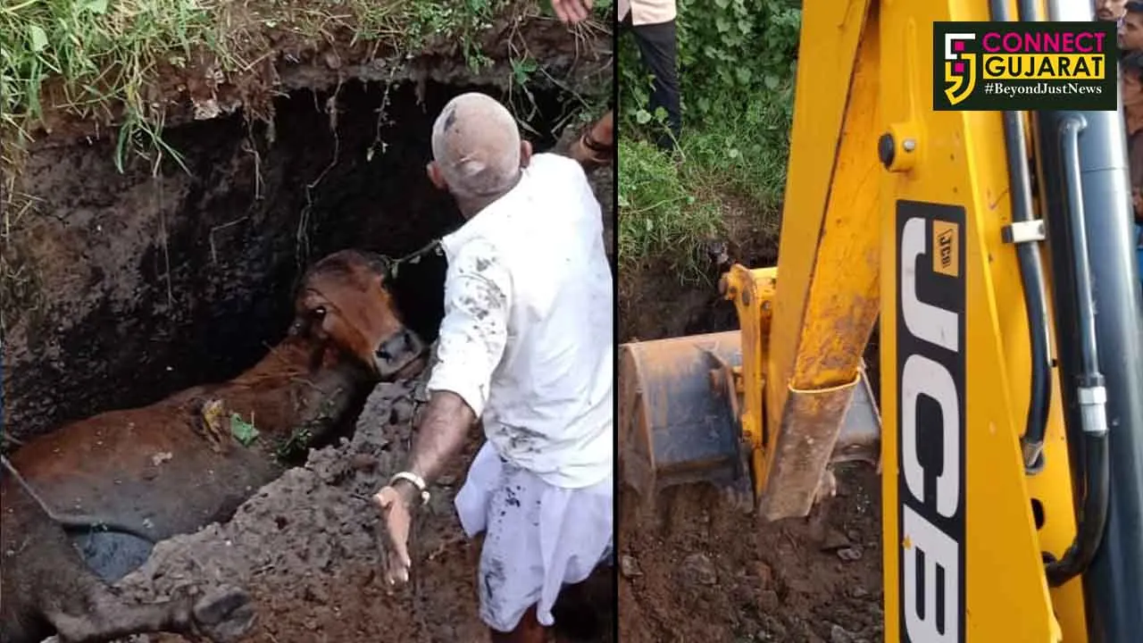 ભરૂચની અયોધ્યાનગરી વિસ્તારમાં ગાય ખાડામાં પડતા દોડધામ