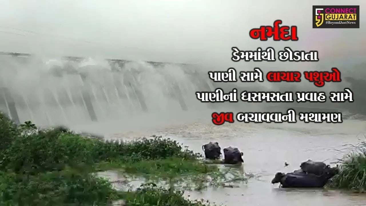 ભરૂચના ગોલ્ડનબ્રિજ નજીક પુરના પાણીમાં 15 જેટલી ભેંસો ફસાઈ