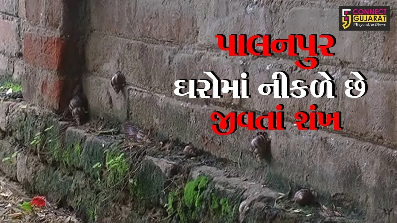 પાલનપુરમાં છેલ્લા પાંચ વર્ષથી ત્રણ ઘરોમાં નીકળે છે જીવતાં શંખ...જાણો કેમ?