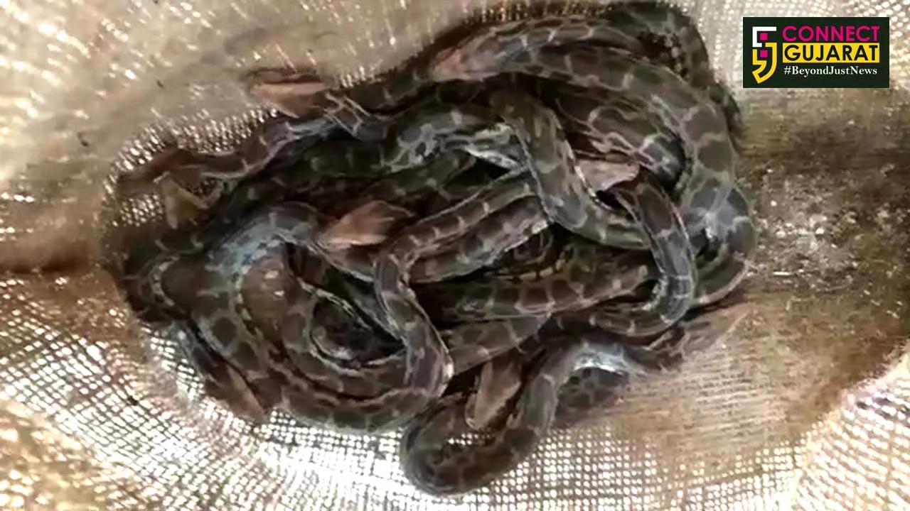 ભાલોદના એક ખેતરમાં પાણીની ટાંકીમાંથી અજગરના ૯ બચ્ચાઓ મળ્યાં