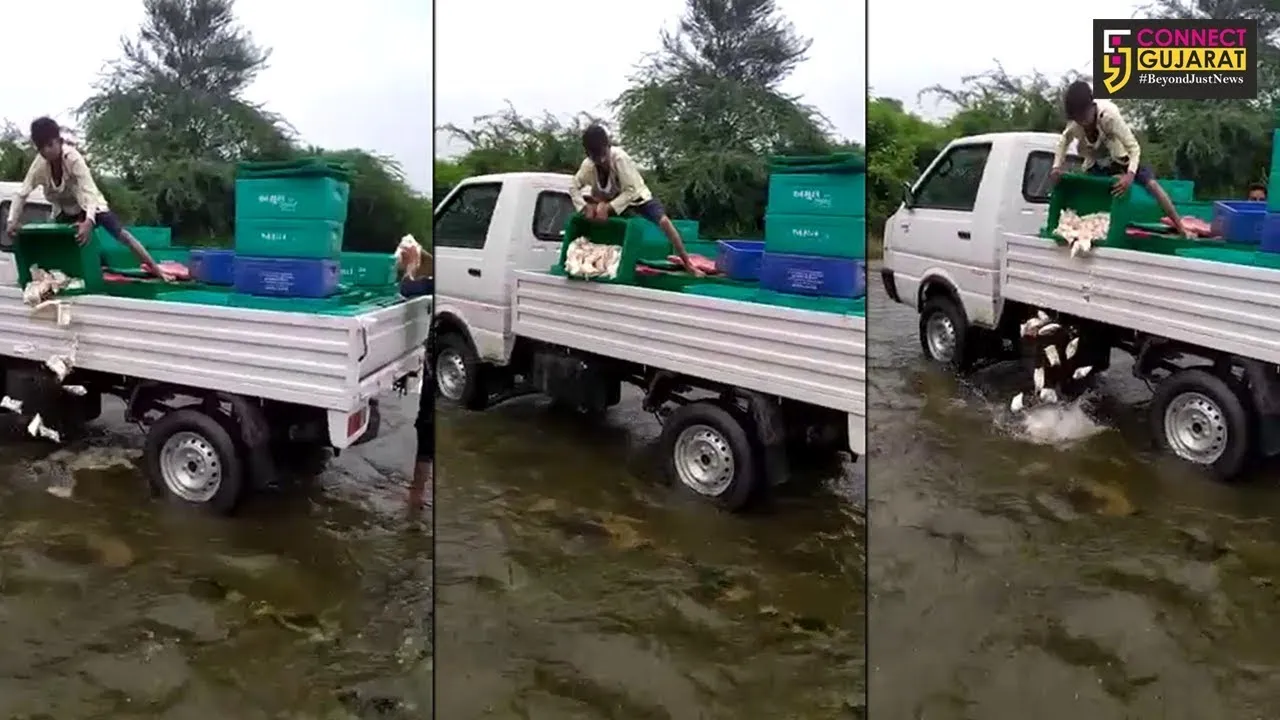 અરવલ્લી : દુધ સંજીવની યોજનાનું દુધને નદીમાં વહેડાવી દેવાય છે, વીડીયો વાઇરલ