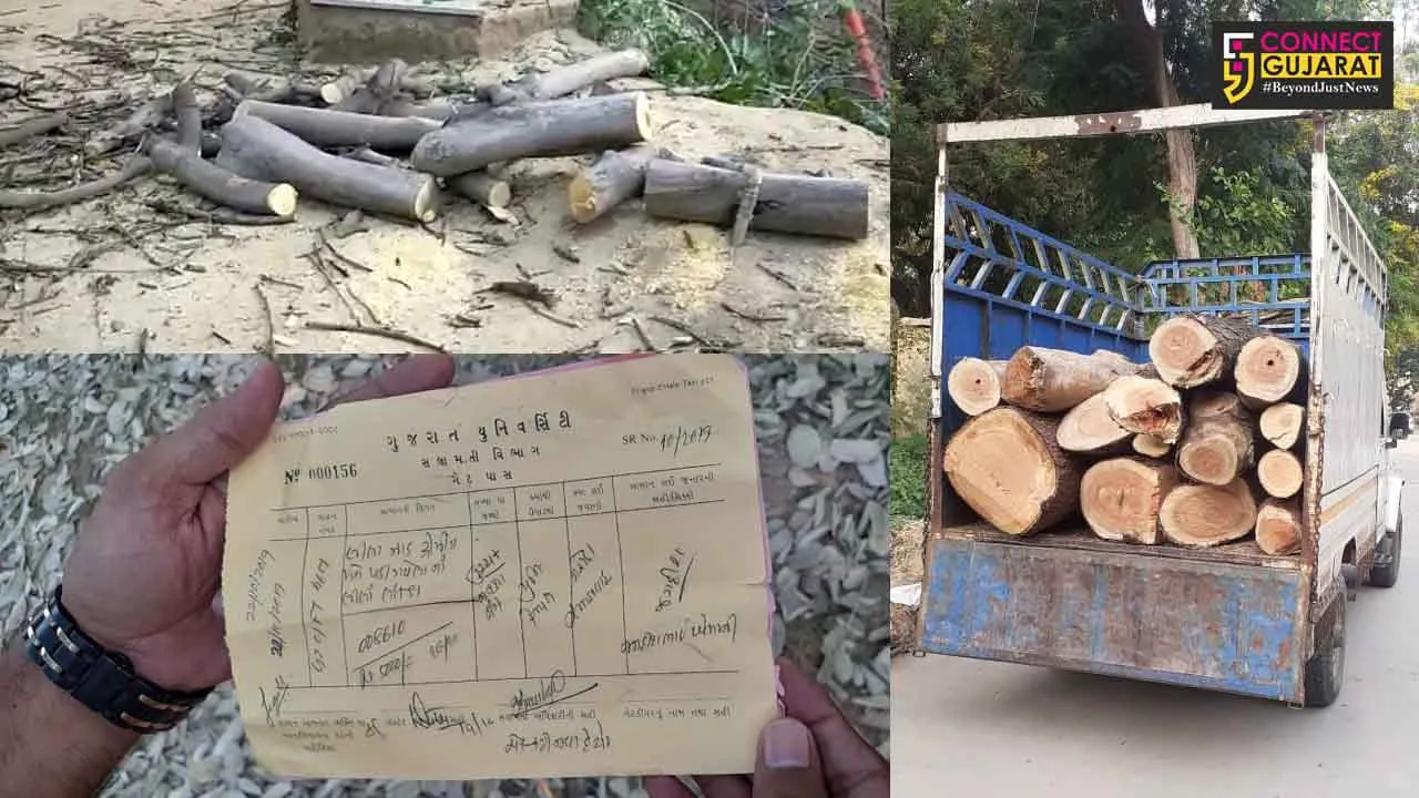 અમદાવાદ : ગુજરાત યુનિવર્સીટીમાં મંજૂરી વિના ઝાડ કાપવાથી સર્જાયો વિવાદ