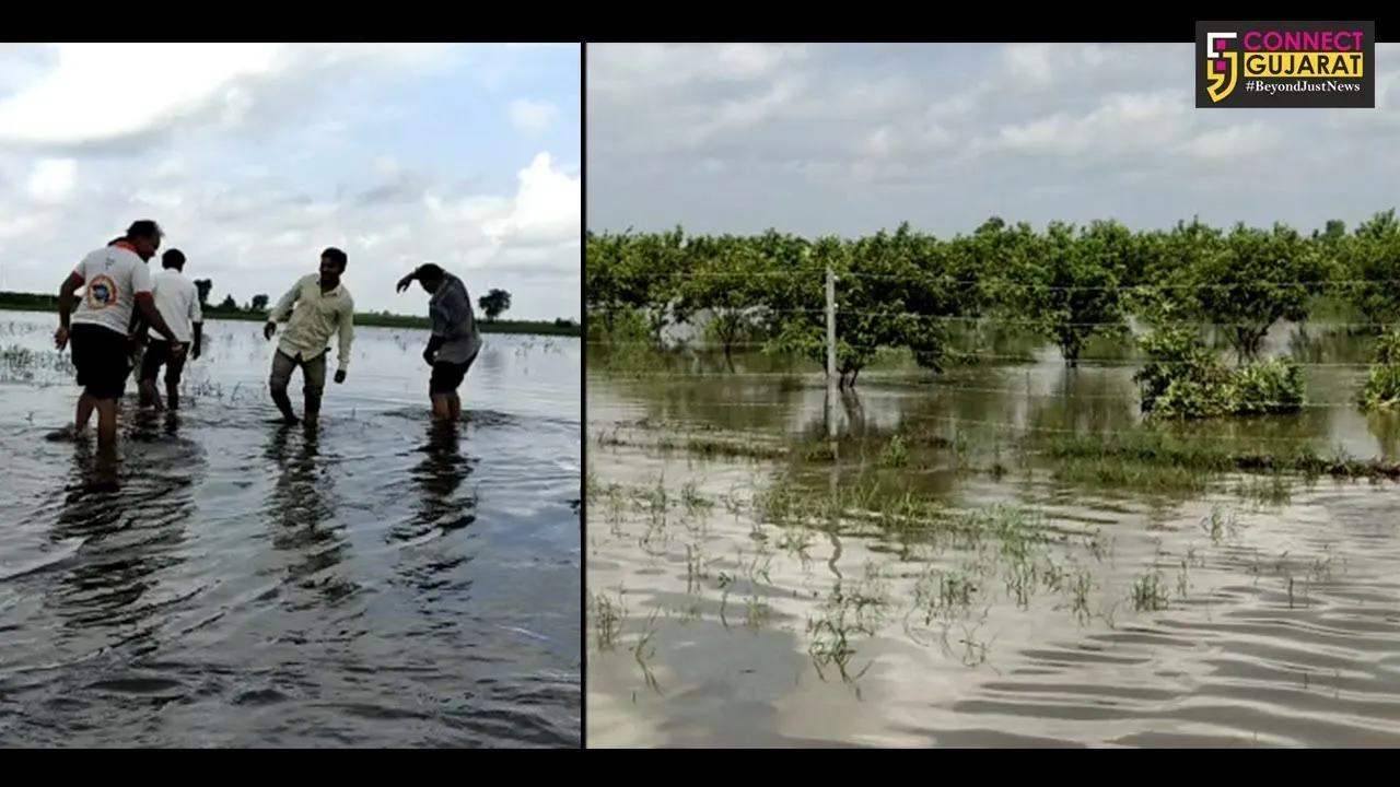 સુરેન્દ્રનગર : વઢવાણ તાલુકાના મેમકા ગામે ખેતીનો પાક થયો બરબાદ