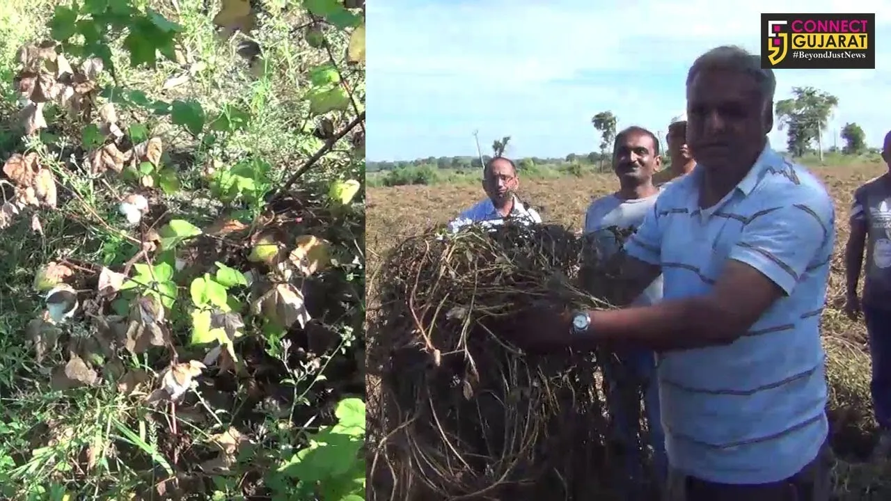 અરવલ્લી :  જગતના તાતના માથે કુદરતનો વ્રજઘાત, કમોસમી વરસાદથી ખેતીને નુકશાન