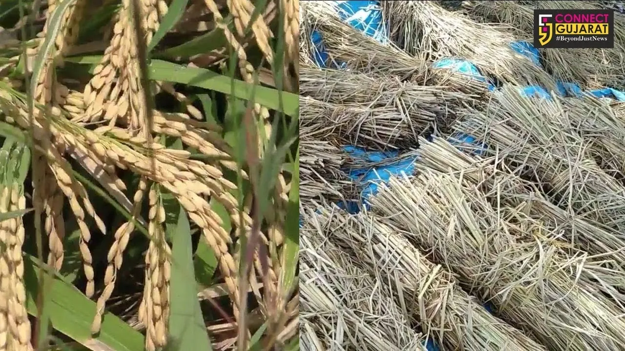 વલસાડ : કમોસમી વરસાદને કારણે ડાંગરનો 80 ટકાથી વધુનો પાક નષ્ટ