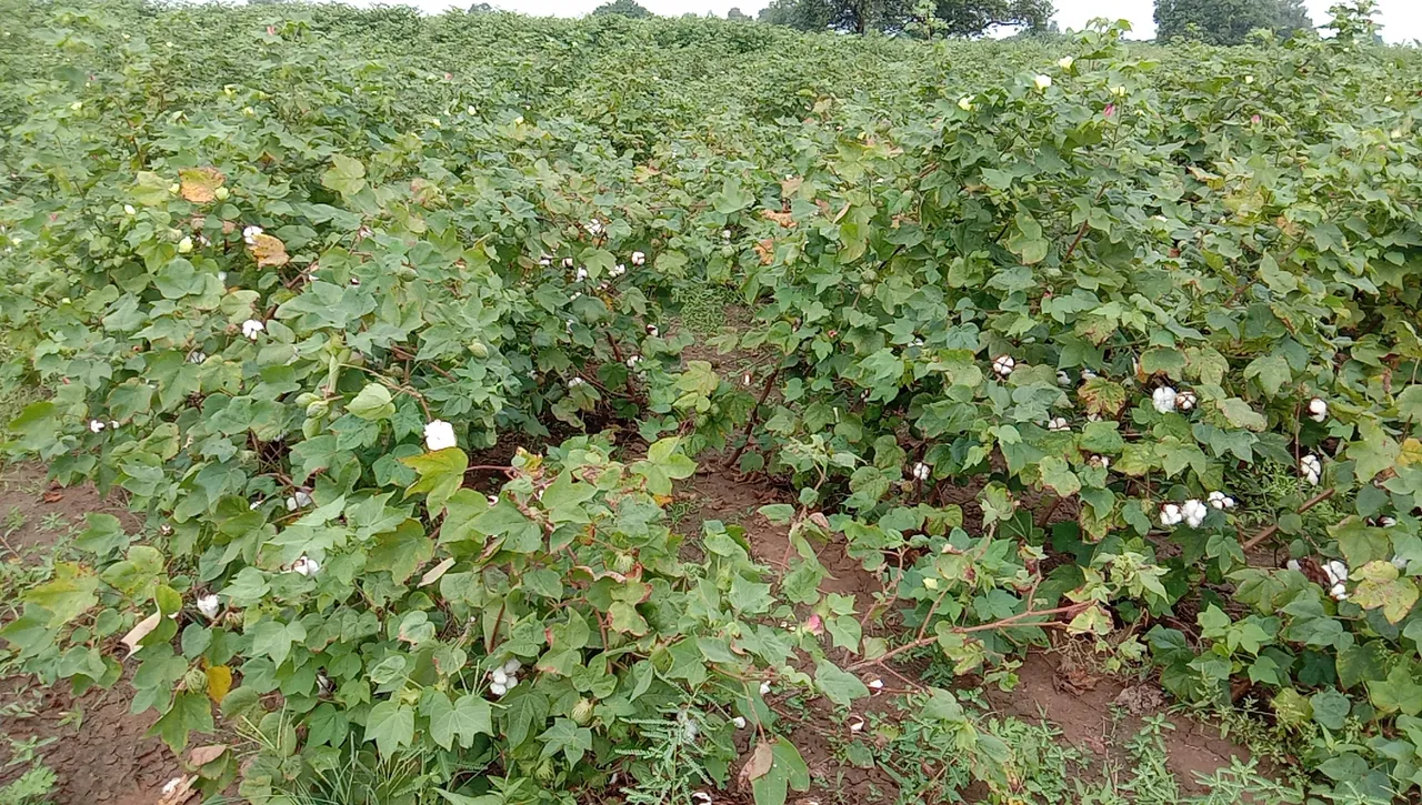 ઝઘડિયા પંથકમાં કપાસ,તુવેરનો પાક કમોસમિ વરસાદ કારણે થયો નષ્ટ