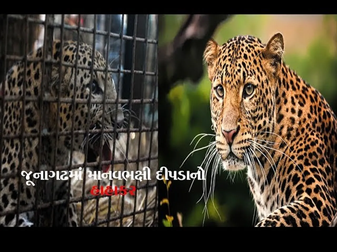 માનવભક્ષી દિપડાઓને ઠાર મારવા પોલીસ વિભાગના શાર્પ શુટરોની લેવાશે મદદ