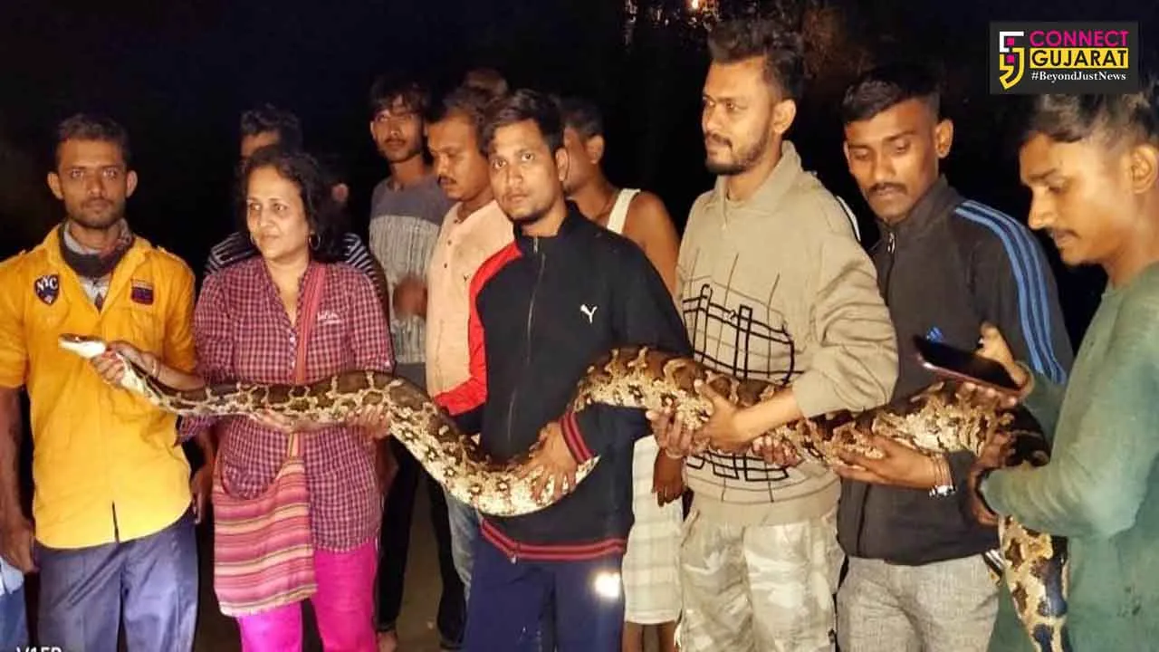 પોર નજીક રામનાથ ગામેથી 45 કિલો વજન ધરાવતો અજગર ઝડપાયો