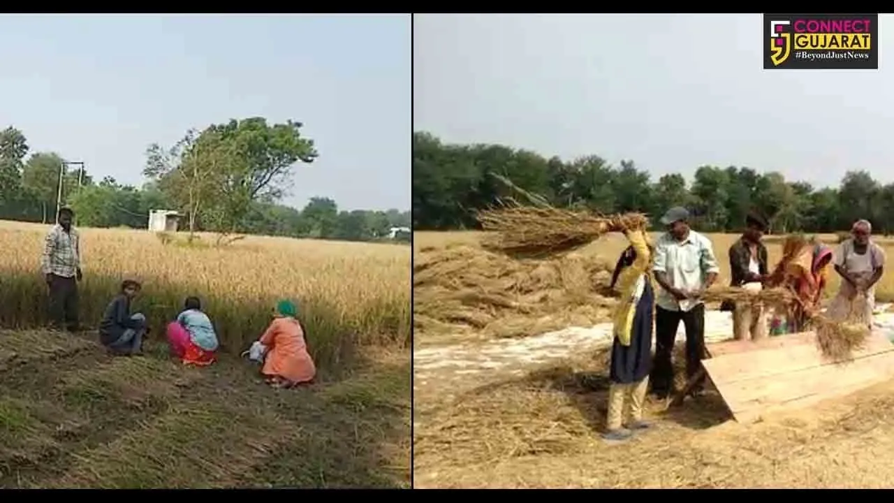 પંચમહાલ : ડાંગરનો પાક તૈયાર, ખેડૂતો પોષણક્ષમ ભાવની કરી રહ્યા છે માંગ