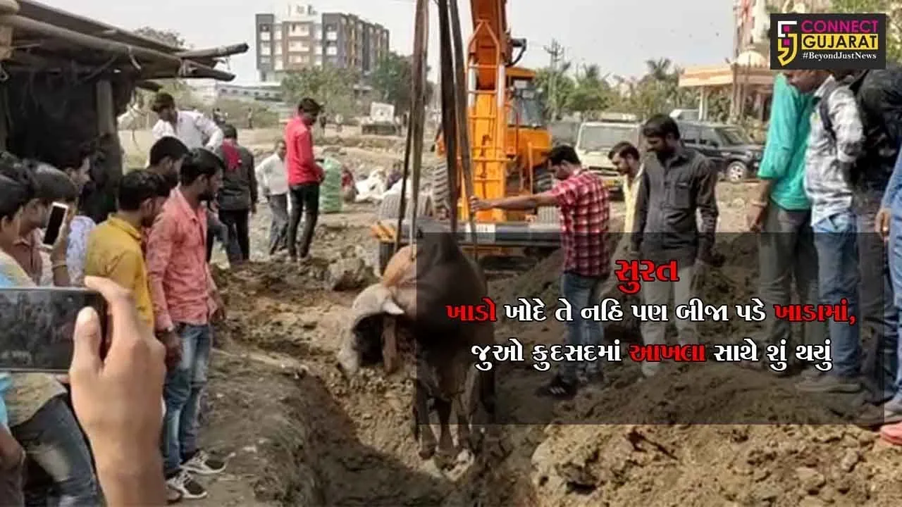 સુરત : ખાડો ખોદે તે નહિ પણ બીજા પડે ખાડામાં, જુઓ કુદસદમાં આખલા સાથે શું થયું ?