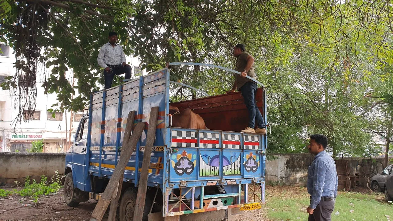 ભરૂચ: ગૌરક્ષા સમિતિના ઉપાધ્ક્ષની સતર્કતાથી કતલના ઇરાદે લઈ જવાતા ૧૦ જેટલા મુંગા પશુને બચાવાયા