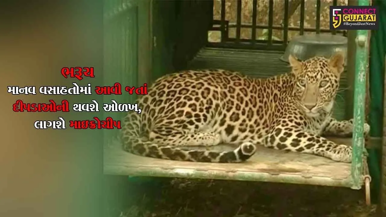 ભરૂચ : માનવ વસાહતોમાં આવી જતાં દીપડાઓની થશે ઓળખ, લાગશે માઇક્રોચીપ