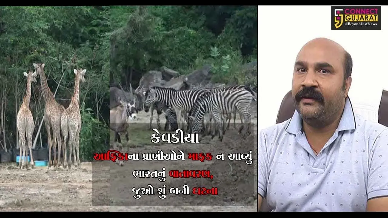 કેવડીયા : આફ્રિકાના પ્રાણીઓને માફક ન આવ્યું ભારતનું વાતાવરણ, જુઓ શું બની ઘટના