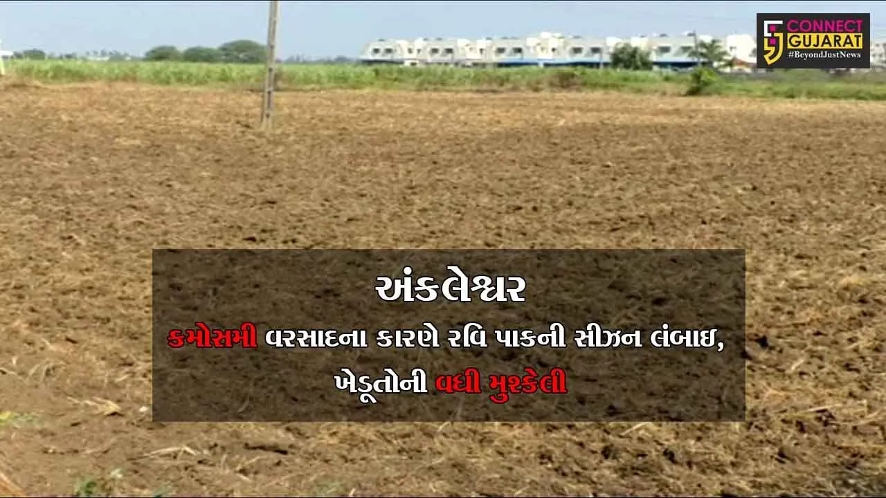 અંકલેશ્વર : કમોસમી વરસાદના કારણે રવિ પાકની સીઝન લંબાઇ, ખેડૂતોની વધી મુશ્કેલી