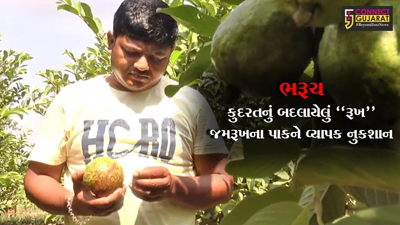 ભરૂચ : કુદરતનું બદલાયેલું “રૂખ”, જમરૂખના પાકને વ્યાપક નુકશાન