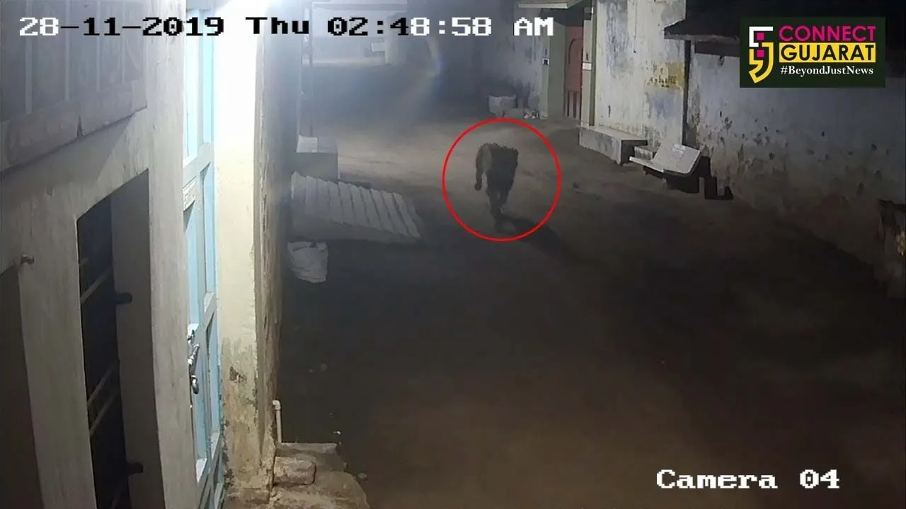 અમરેલી : ધારગણી ગામમાં સિંહ ઘુસ્યો, જુઓ પછી શું થયું આ વીડીયોમાં