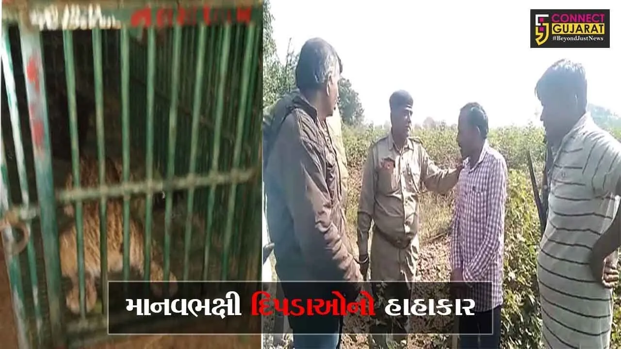 અમરેલી પંથકમાં માનવભક્ષી દિપડાઓનો હાહાકાર, એક દીપડી પાંજરે પુરાઇ