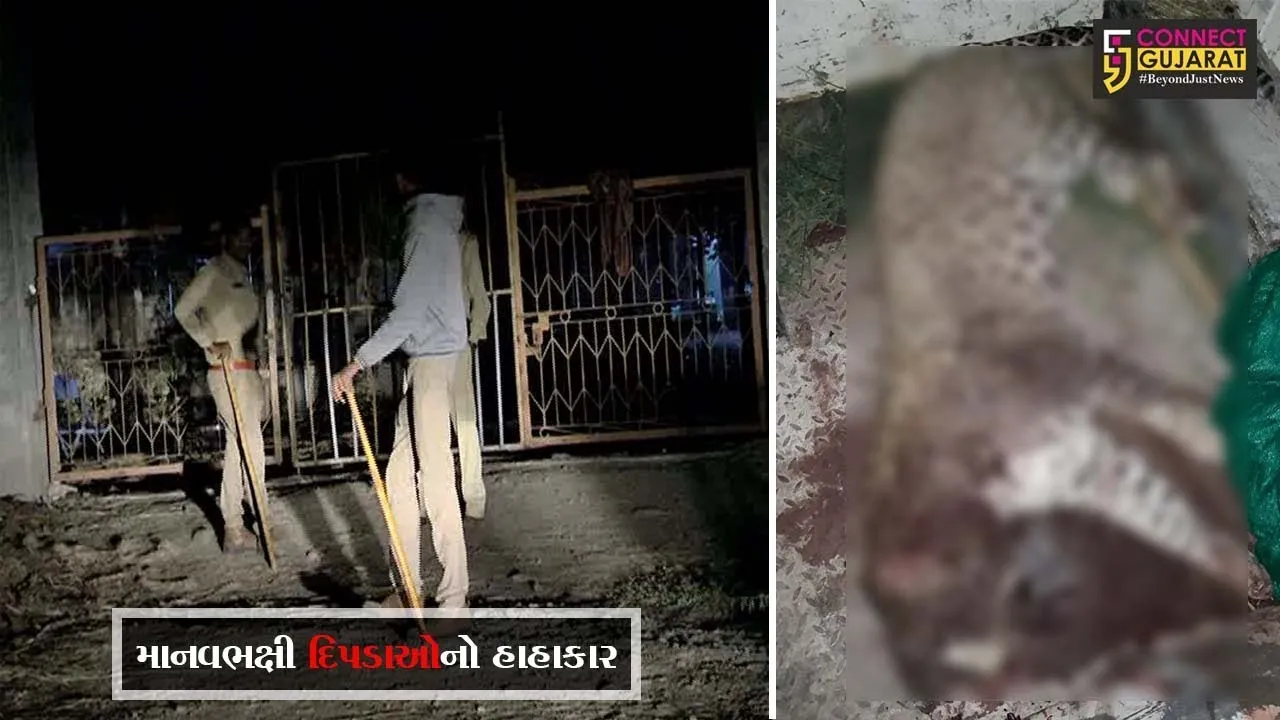 અમરેલી :  માનવભક્ષી દિપડાને બગસરાની ગૌશાળામાં ઠાર મરાયો