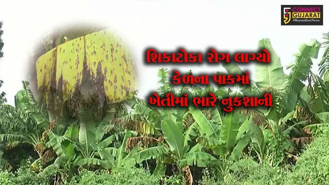 છોટાઉદેપુર : હવાથી ફેલાતો શિકાટોકા રોગ લાગ્યો કેળના પાકમાં, બોડેલીના ખેડૂતોમાં વ્યાપી નિરાસા