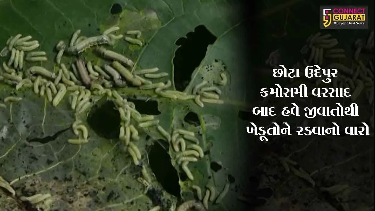 છોટા ઉદેપુર : કમોસમી વરસાદ બાદ હવે જીવાતોથી ખેડૂતોને રડવાનો વારો