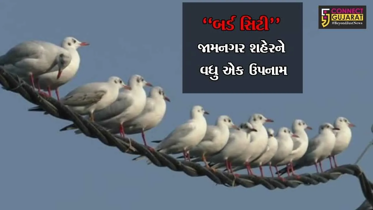 “બર્ડ સિટી” : જામનગર શહેરને વધુ એક ઉપનામ આપી શકાય તેમ છે, જાણો કારણ..