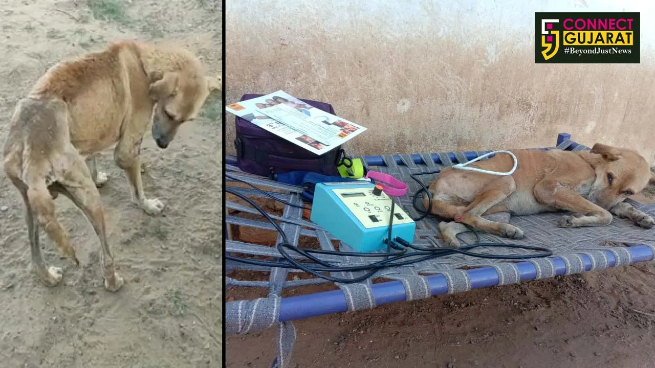 વડોદરા : શ્વાનને અપાઈ ઇલેક્ટ્રો મેગનેટિક થેરાપી, અકસ્માતે બન્ને પગ કામ કરતા થયા હતા બંધ