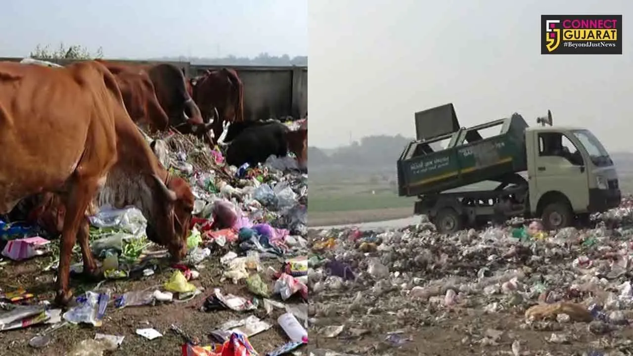 છોટાઉદેપુર : ખાનગી હોસ્પિટલો દ્વારા જાહેરમાં ઠલવાતો મેડિકલ વેસ્ટ, લોકોના આરોગ્ય સામે ખતરો