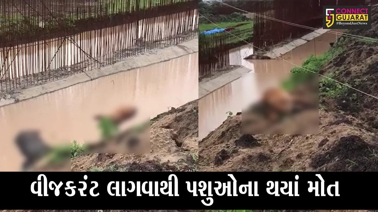 આમોદ : પશુઓ પાણી પી રહયાં હતાં, પણ પાણીમાં મંડરાય રહયું હતું મોત