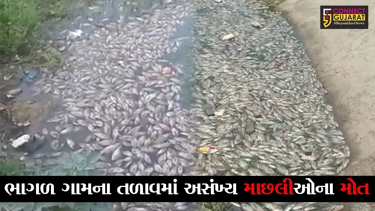 બનાસકાંઠા : ભાગળ ગામે અજાણ્યા ઈસમો તળાવમાં કેમિકલ ઠાલવી માછલીનો શિકાર કરતાંહોવાનું ગ્રામજનોમાં અનુમાન