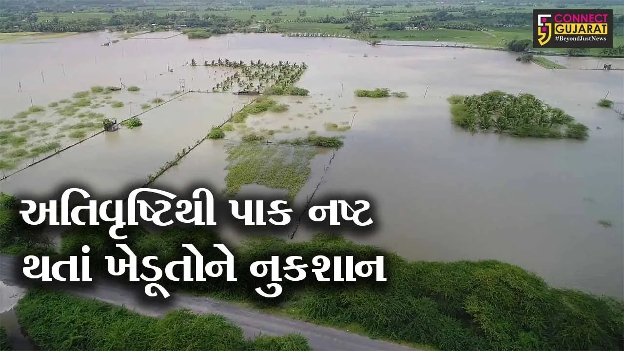 ગીર સોમનાથ : અતિવૃષ્ટિથી પાક નષ્ટ થતાં ખેડૂતોને નુકશાન, સરકાર પાસે માંગી સહાય