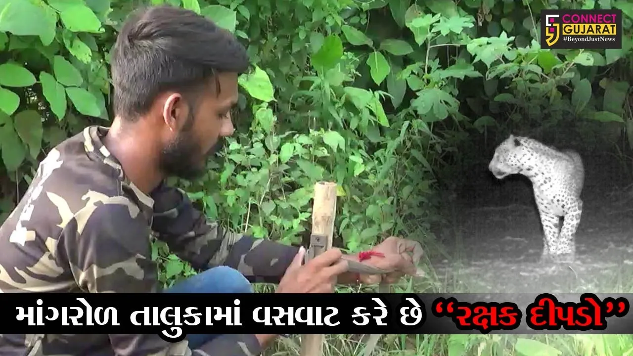 સુરત : જાણો, “રક્ષક દીપડો” ખેડૂતોને કેવી રીતે કરે છે ખેતીમાં મદદ, વન વિભાગ પણ થયું માથું ખંજવાળતું..!