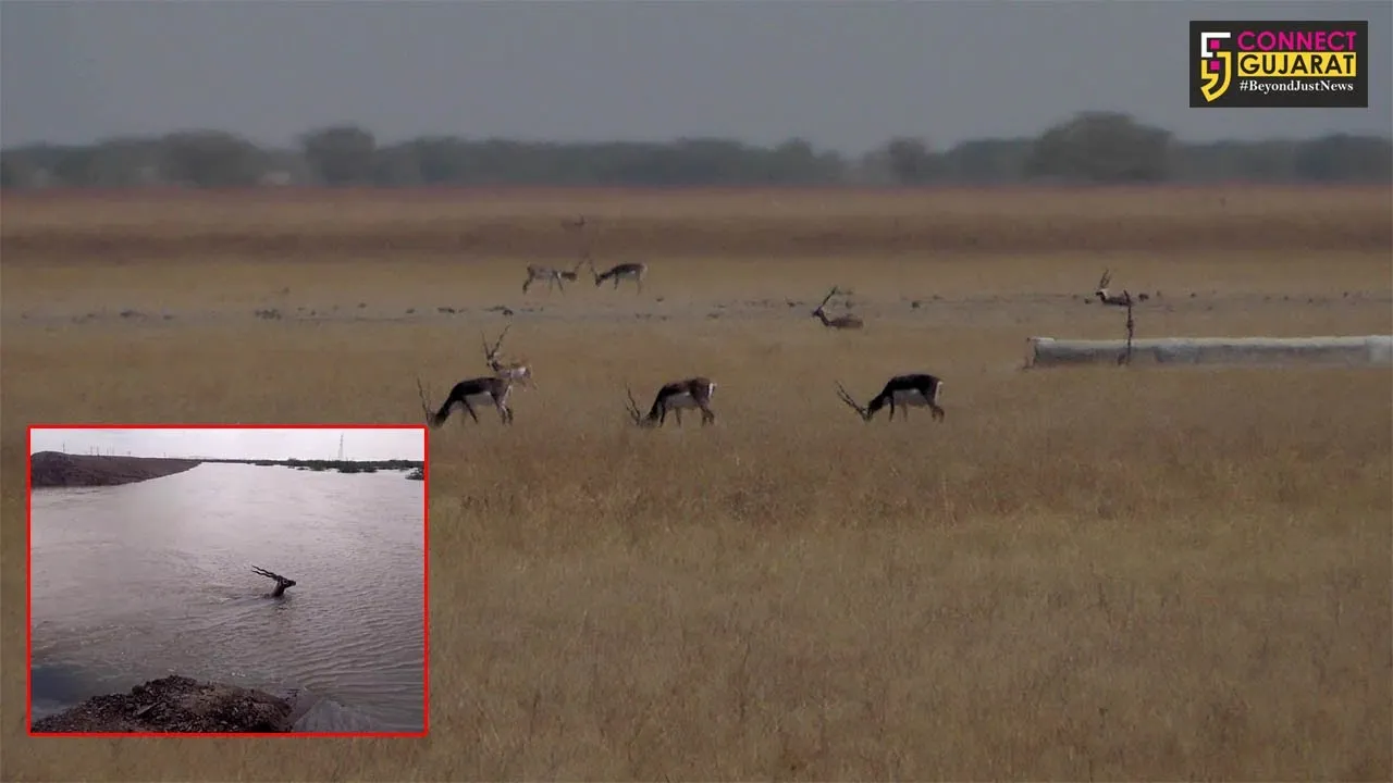 ભાવનગર : પુરના પાણીમાં અને રખડતાં શ્વાનોએ ફાડી ખાતા કુલ 9 કાળિયારના મોત, અન્ય કાળિયારની વનવિભાગ દ્વારા શોધખોળ