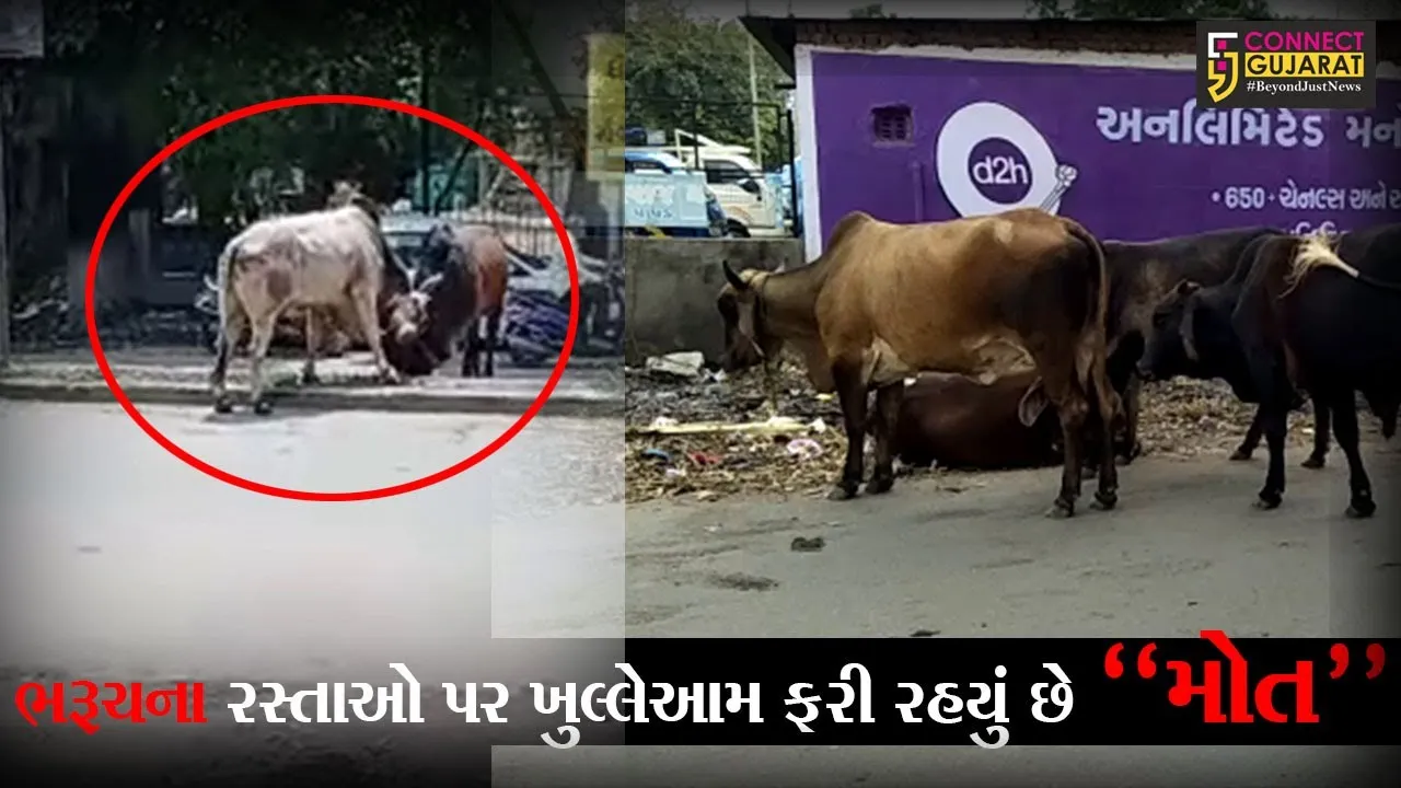 ભરૂચ : શહેરના માર્ગો પર રખડતાં પશુઓનો ત્રાસ, શકિતનાથમાં આખલા યુધ્યે ચઢયાં